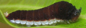 Early Larvae Side of Pale Triangle - Graphium eurypylus nyctimus